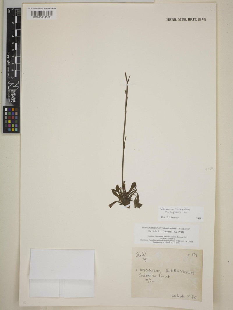 Limonium anglicum photo 2