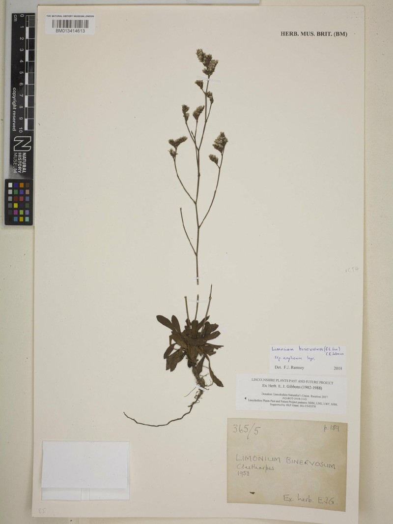 Limonium anglicum photo 3