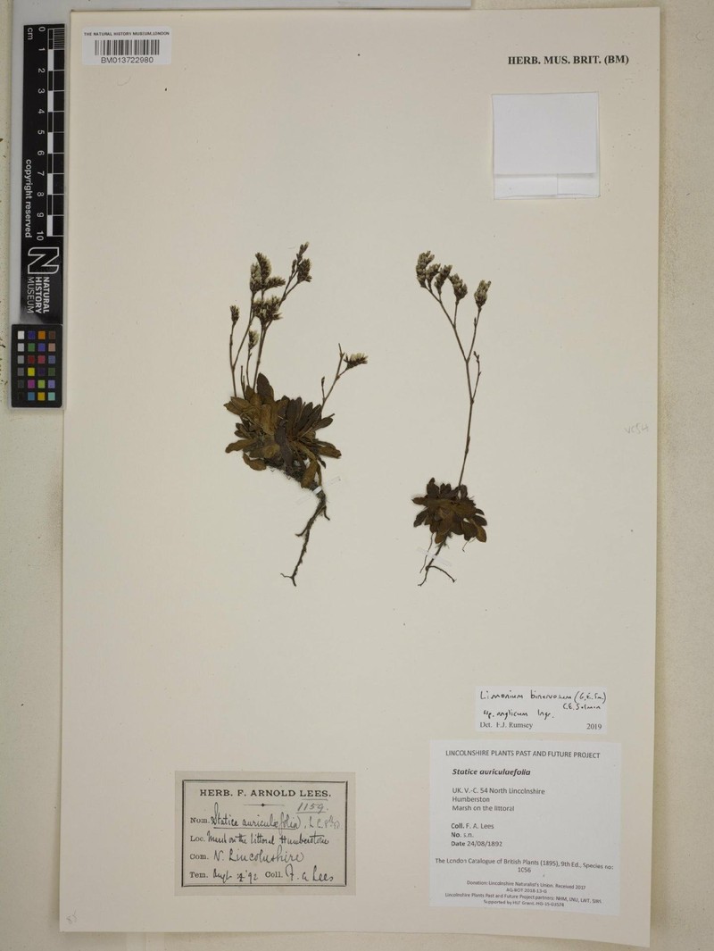 Limonium anglicum photo 4