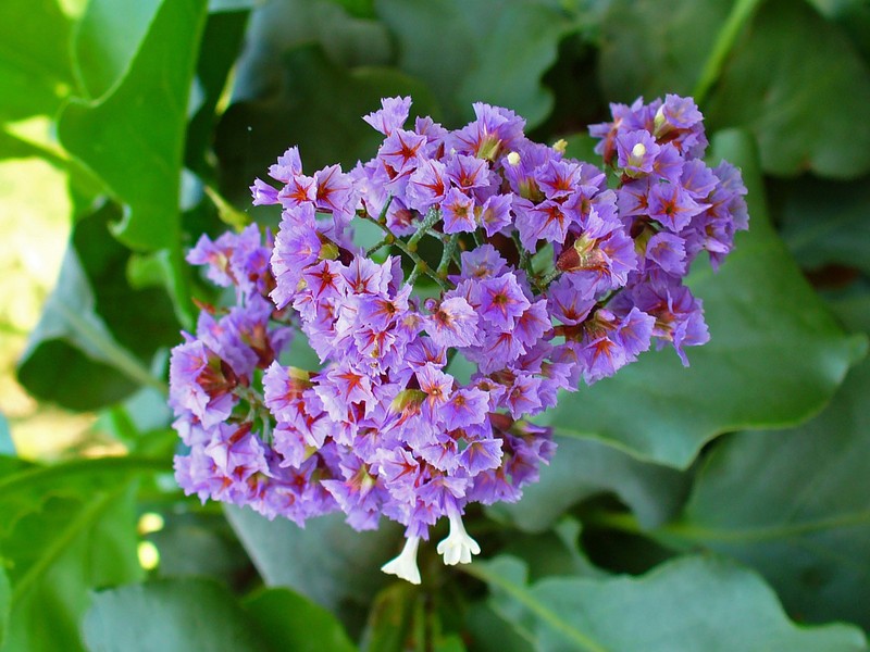 Tree Limonium photo 2