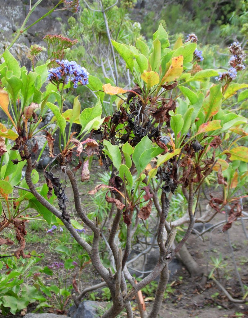Tree Limonium photo 4