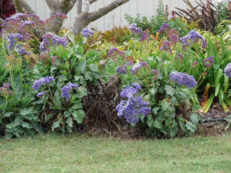 Tree Limonium photo 5