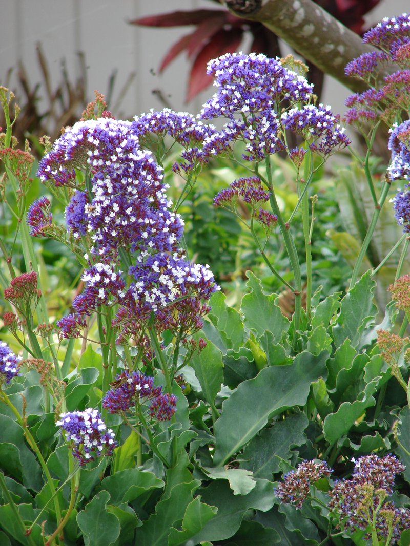 Tree Limonium photo 6