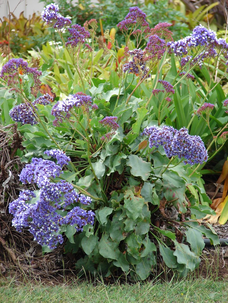 Tree Limonium photo 7