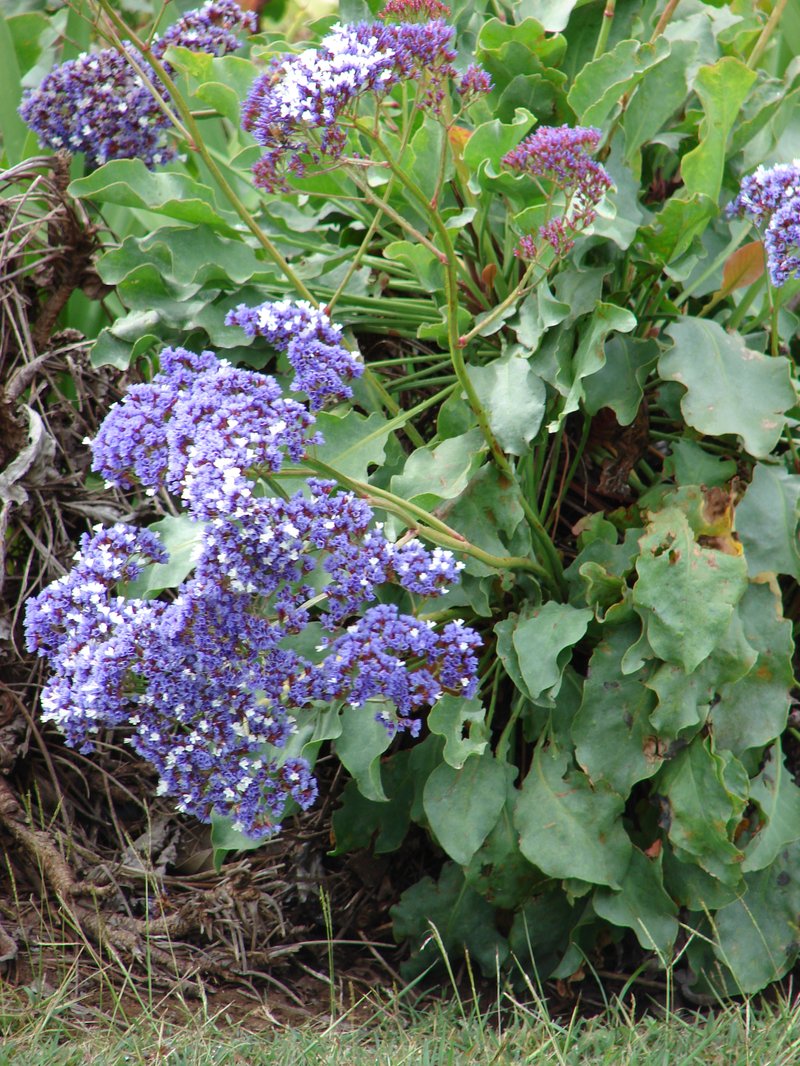 Tree Limonium photo 8