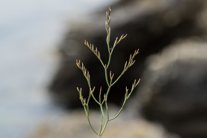 Limonium astypaleanum