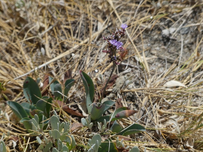 Limonium auriculae-ursifolium