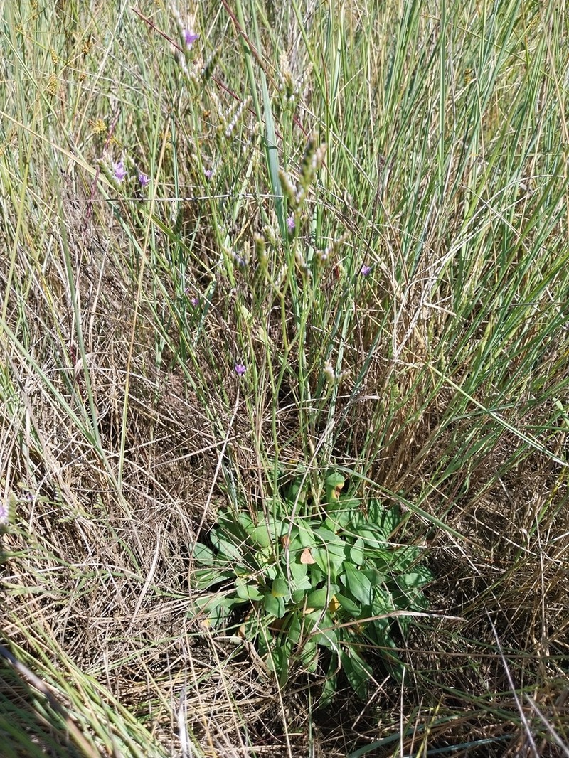 Limonium auriculae-ursifolium photo 2