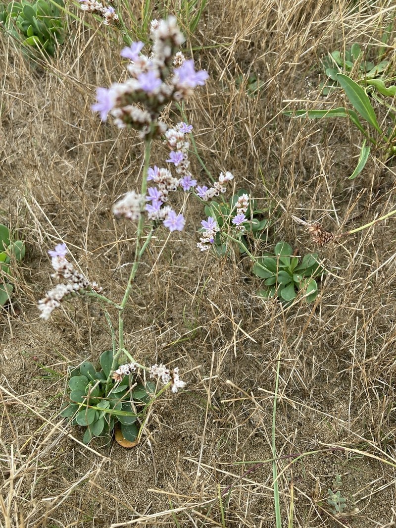 Limonium auriculae-ursifolium photo 3