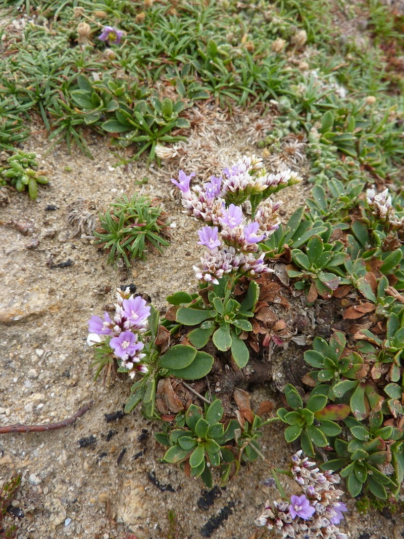 Limonium auriculae-ursifolium photo 4