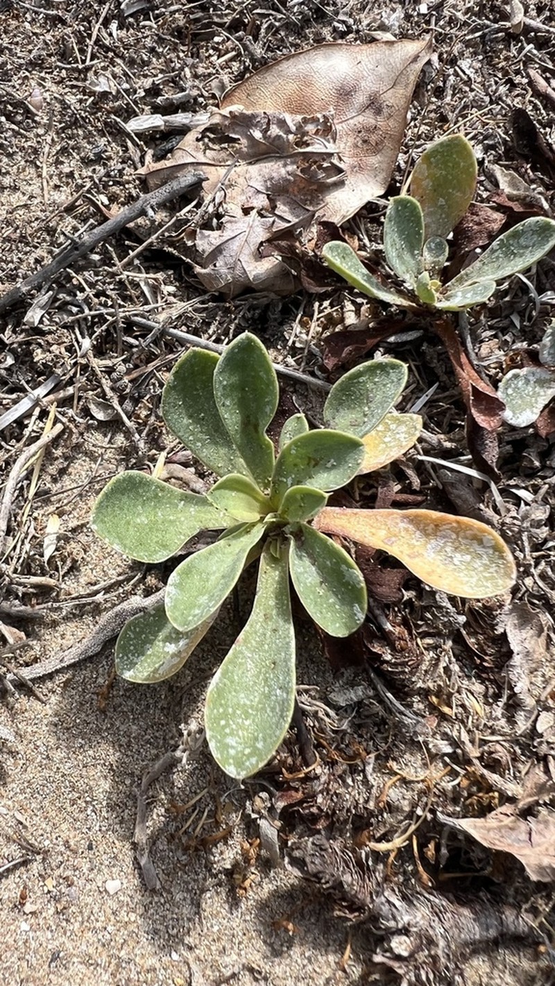 Limonium auriculae-ursifolium photo 5
