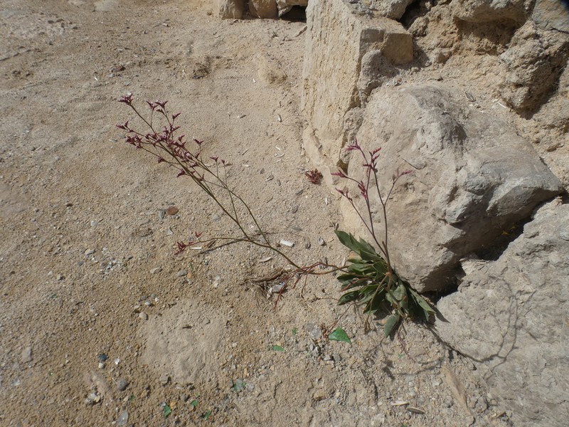 Limonium auriculae-ursifolium photo 6