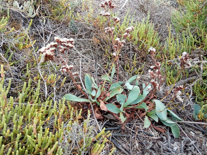 Limonium auriculae-ursifolium photo 7