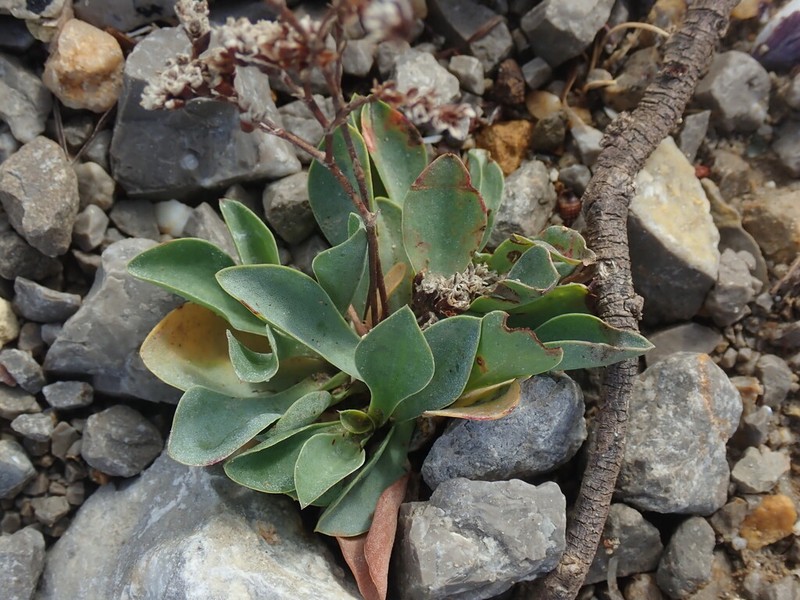 Limonium auriculae-ursifolium photo 8