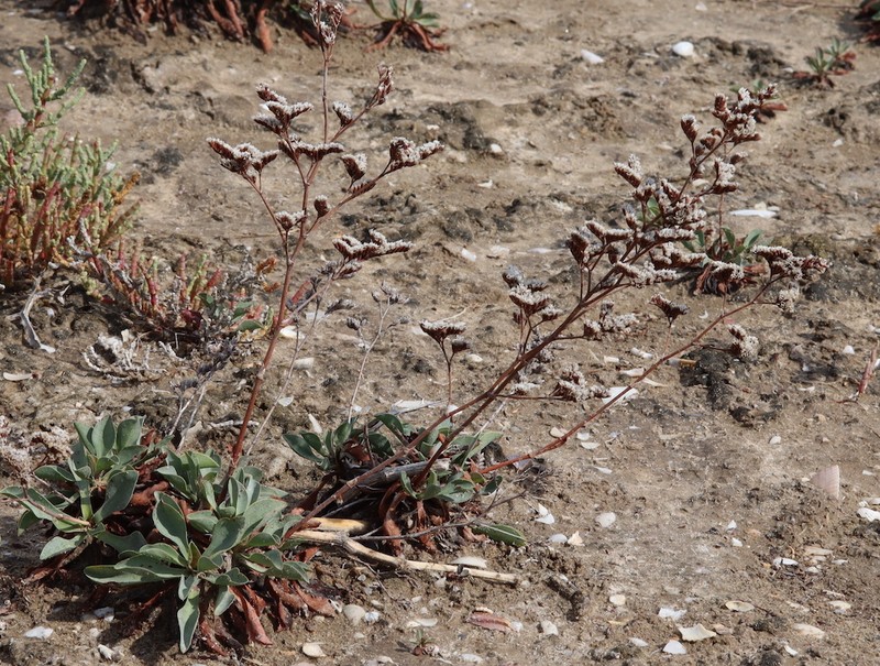 Limonium auriculae-ursifolium subsp. auriculae-ursifolium