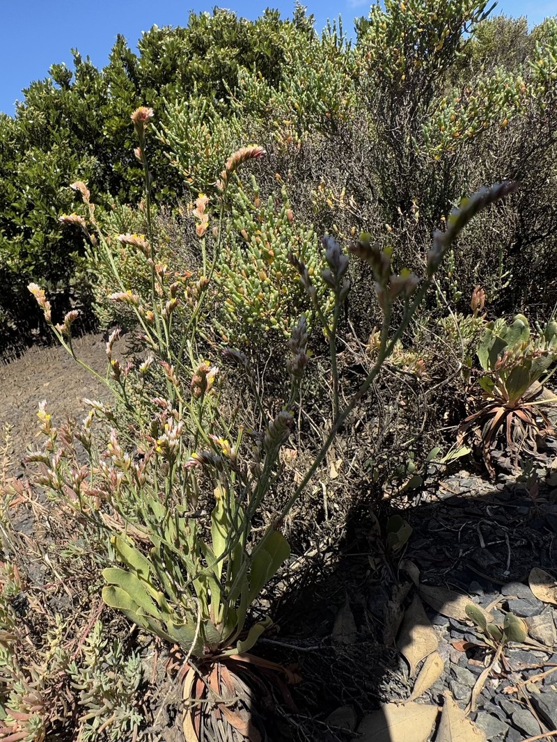 Limonium australe var. australe