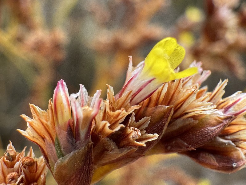 Limonium australe var. australe photo 2