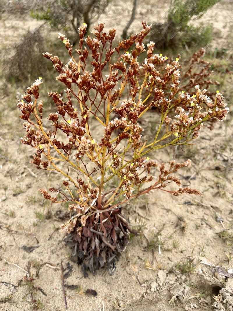 Limonium australe var. australe photo 3