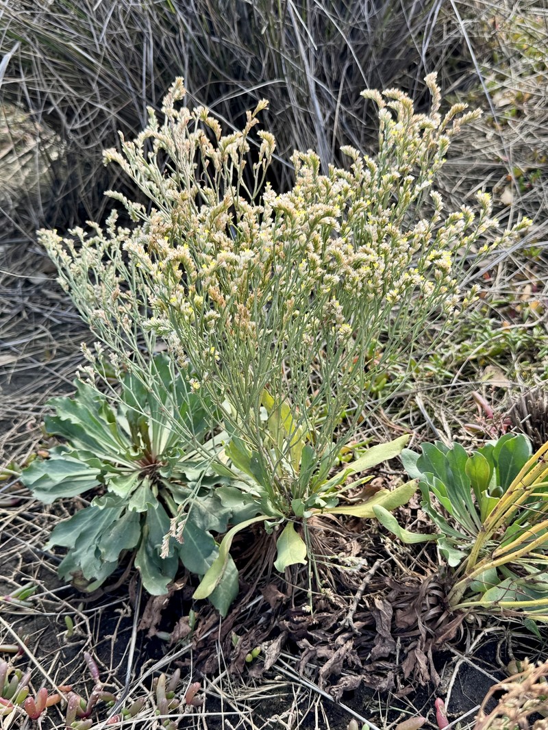 Limonium australe var. australe photo 4