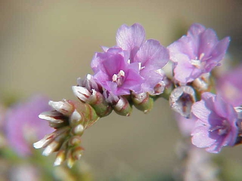 Rock Sea-Lavender photo 4