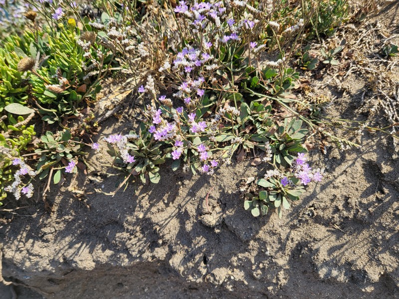 Rock Sea-Lavender photo 5