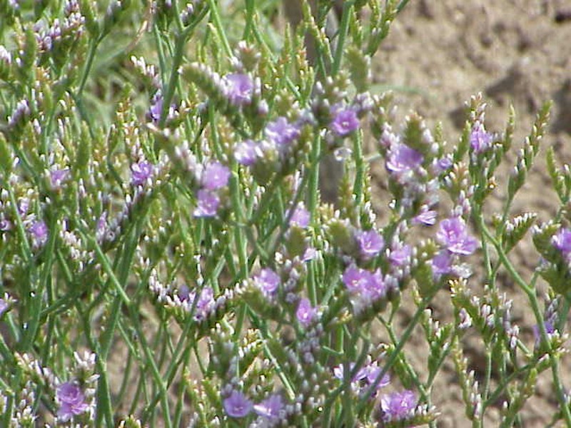 Rock Sea-Lavender
