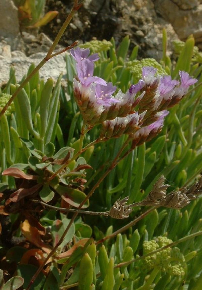 Rock Sea-Lavender photo 2