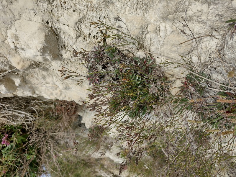 Rock Sea-Lavender photo 3