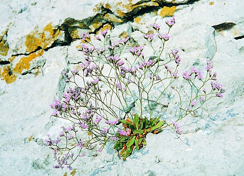 Rock Sea-Lavender photo 6