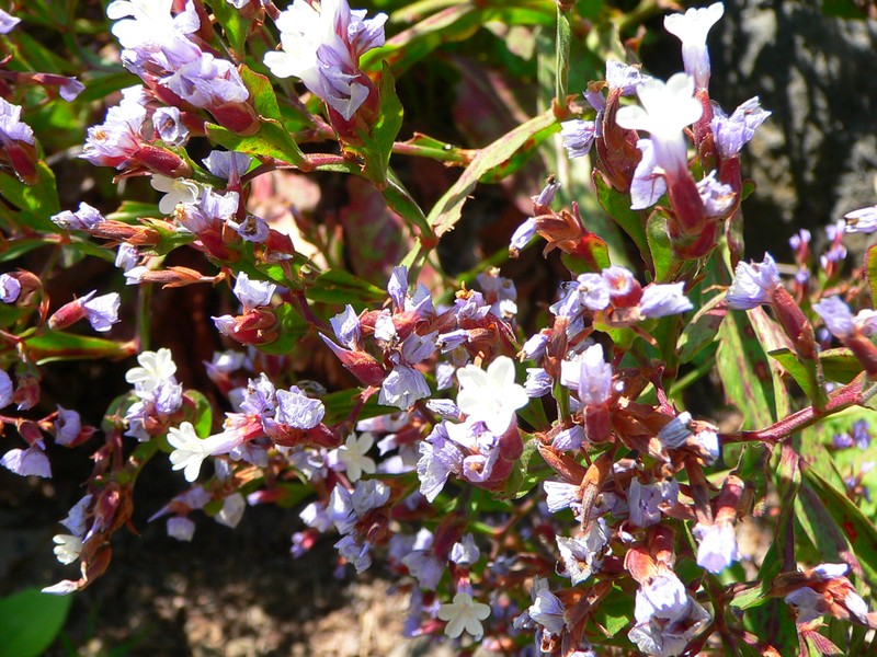 Limonium brassicifolium subsp. brassicifolium