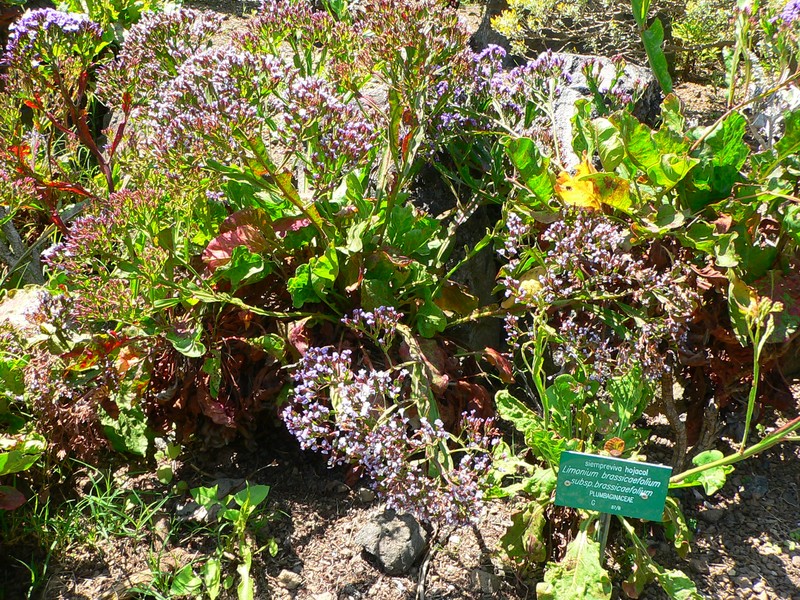 Limonium brassicifolium subsp. brassicifolium photo 2