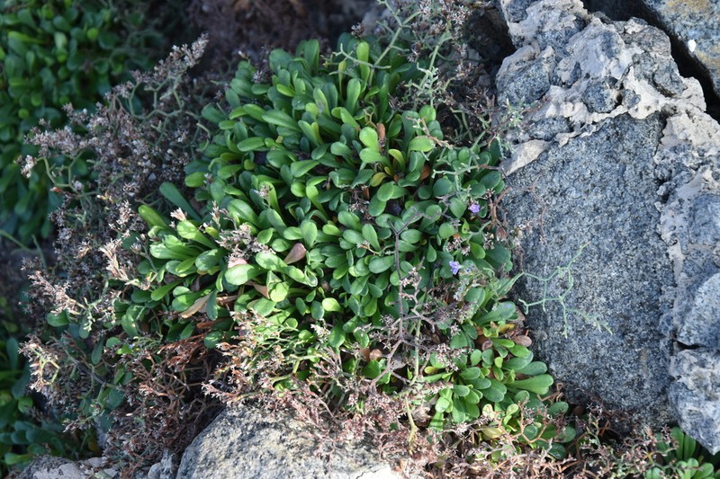 Limonium brusnicense photo 2