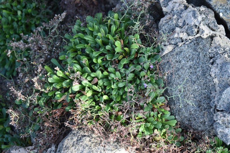 Limonium brusnicense photo 3