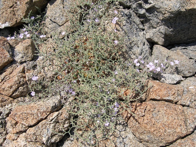 Limonium brusnicense photo 4