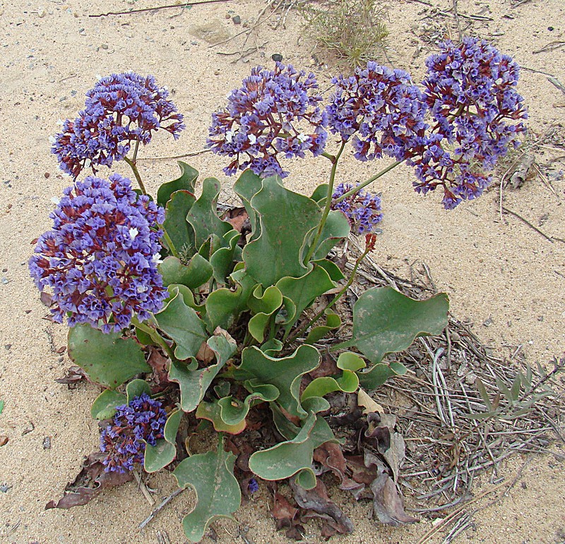 Marsh Rosemary photo 3