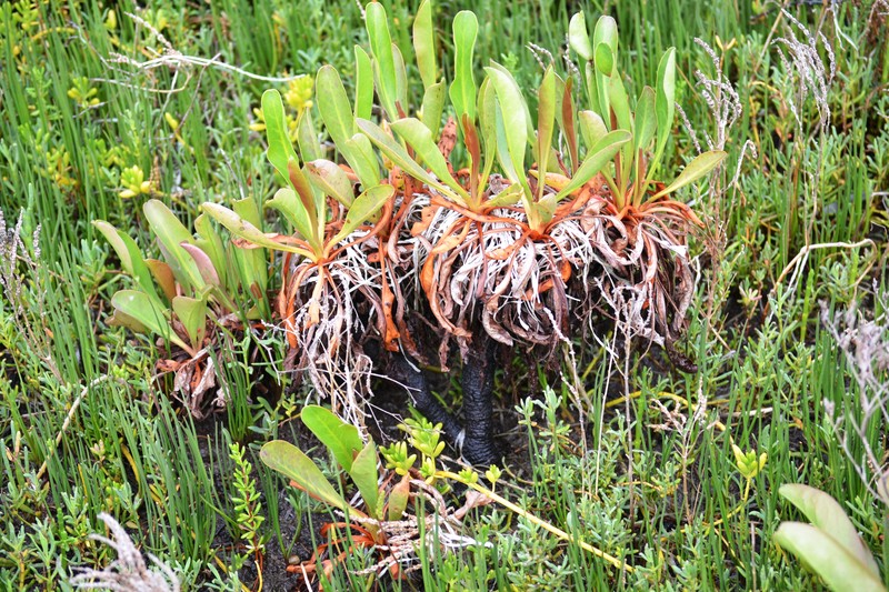 Marsh Rosemary photo 4