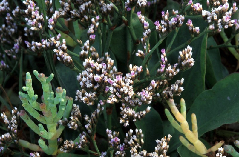 Marsh Rosemary
