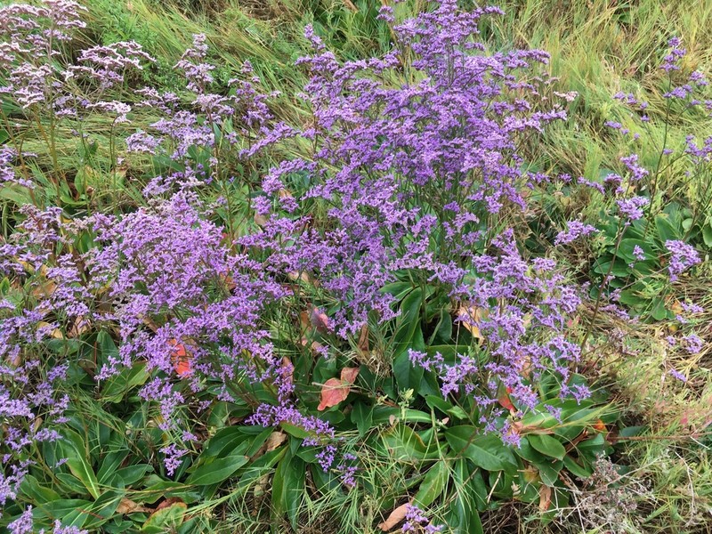 Marsh Rosemary photo 3