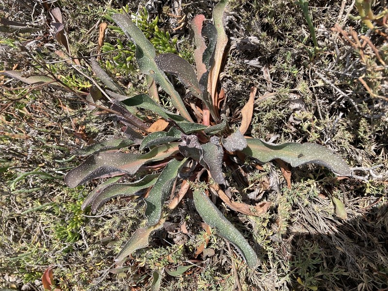 Marsh Rosemary photo 4