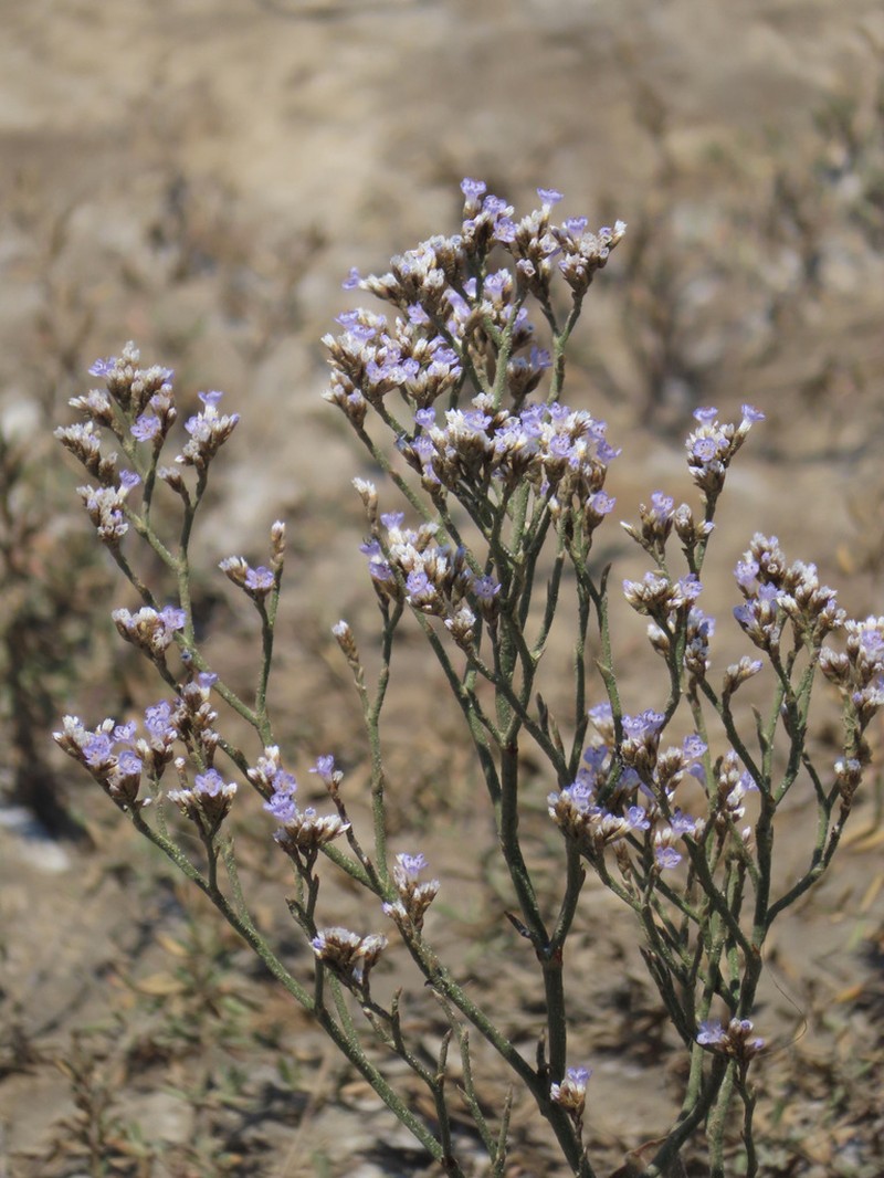 Marsh Rosemary photo 5