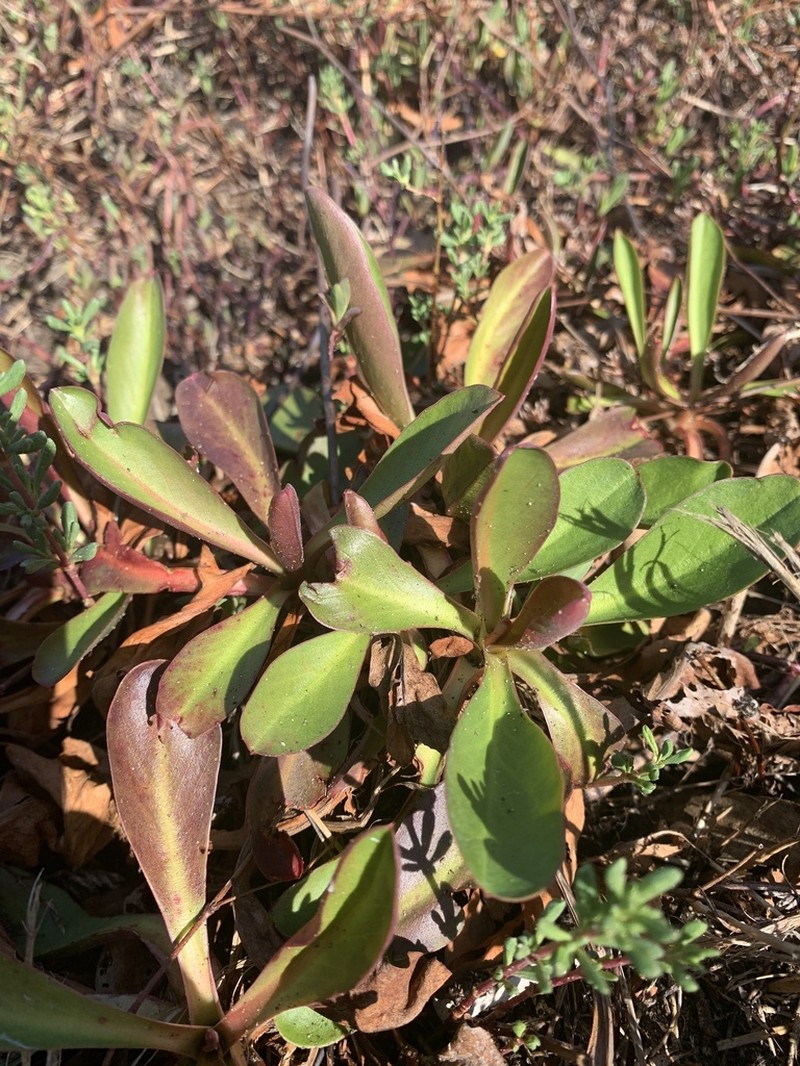 Marsh Rosemary photo 6
