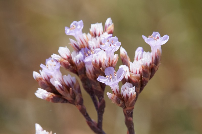Marsh Rosemary photo 7