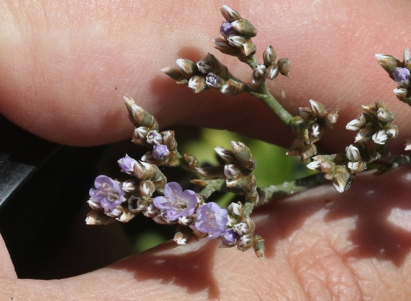 Marsh Rosemary photo 8