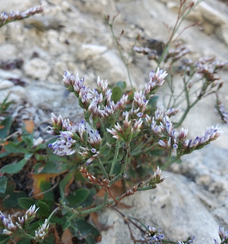 Limonium cantianum