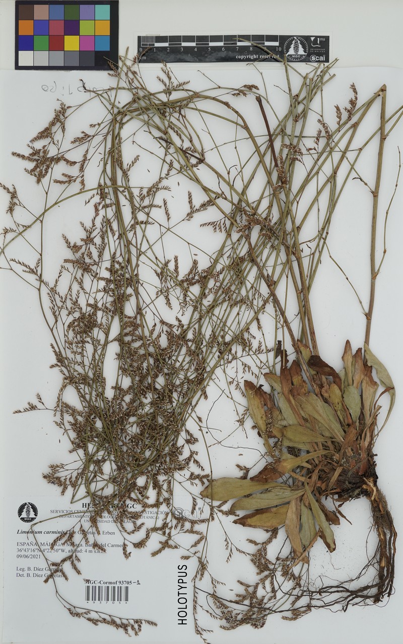 Limonium carminis photo 2