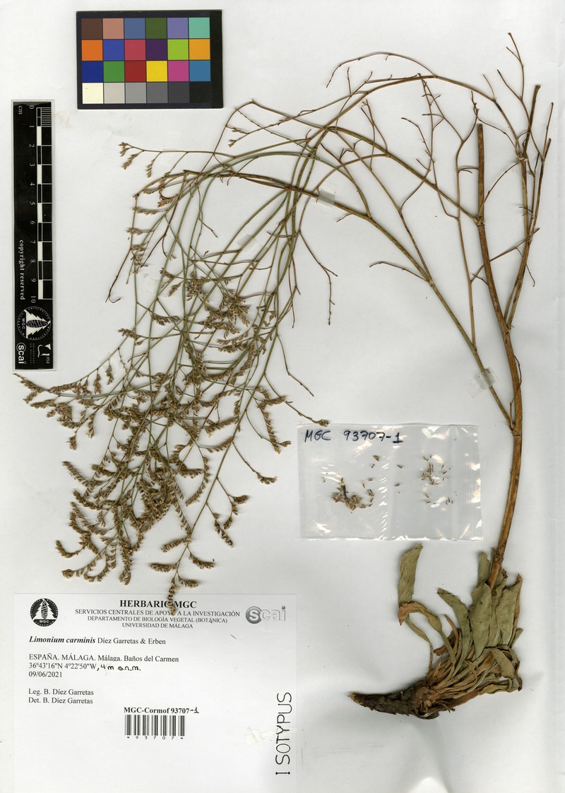 Limonium carminis photo 3