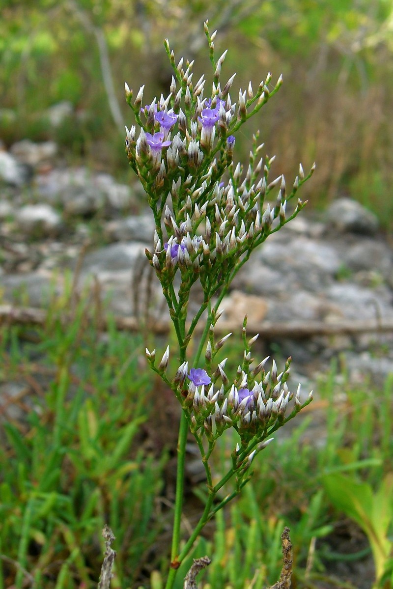 Lavender Thrift photo 5