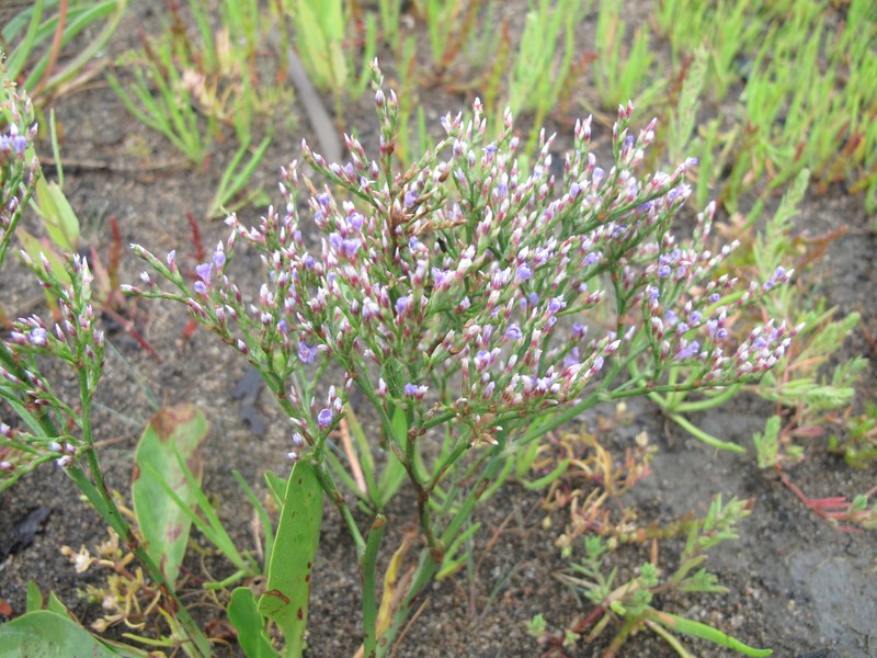 Lavender Thrift photo 3
