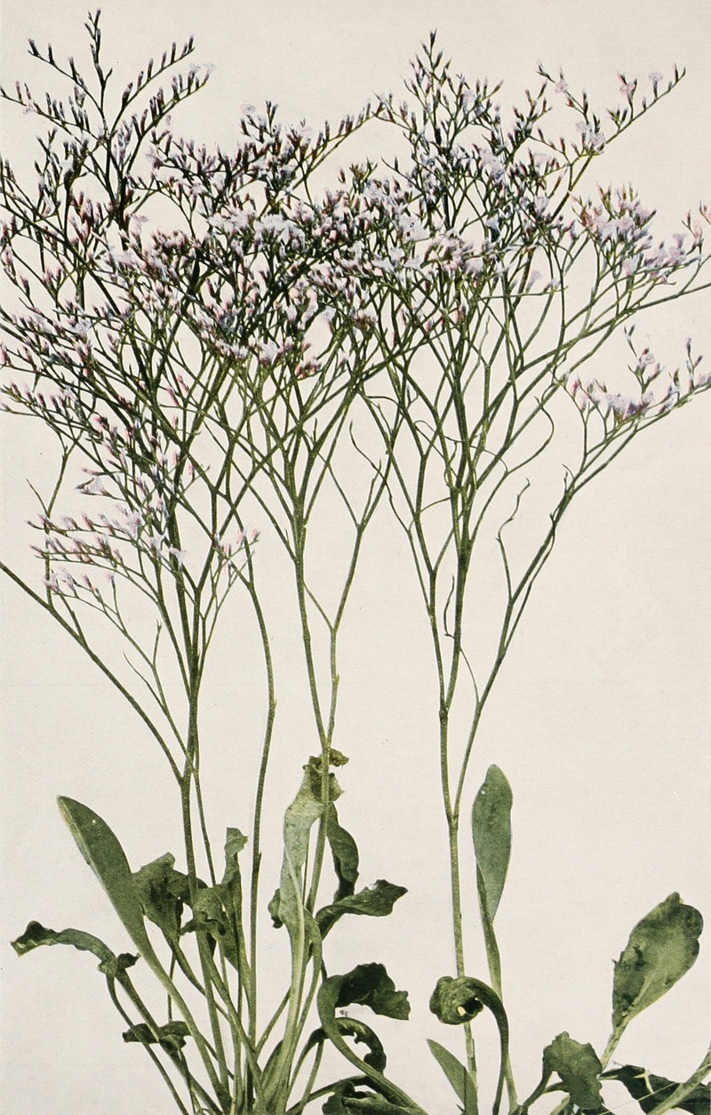 Lavender Thrift photo 4