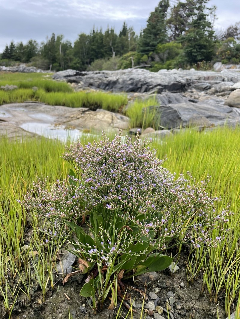 Lavender Thrift photo 3